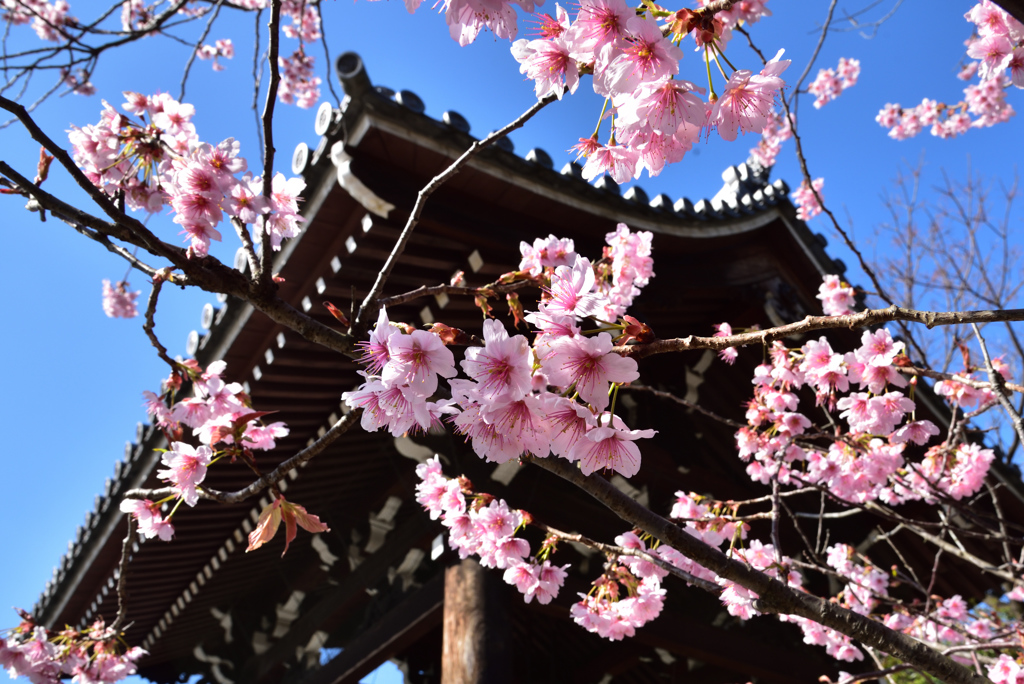 オトメ桜の鐘の声【百万遍知恩院】