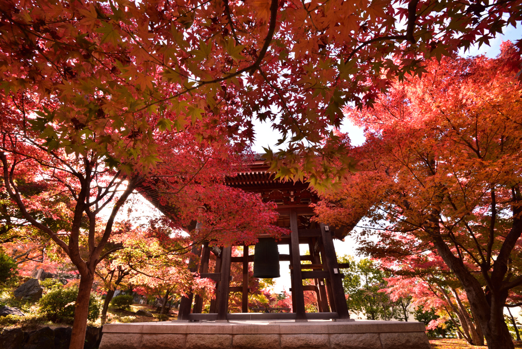 茜色の鐘鳴【智積院】