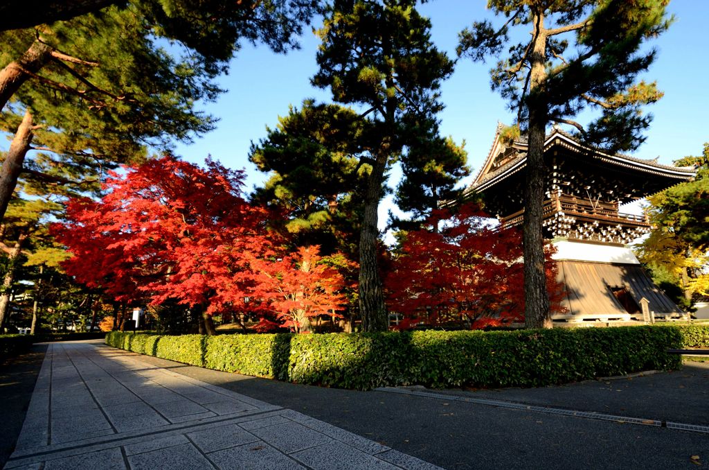 相国寺の紅葉