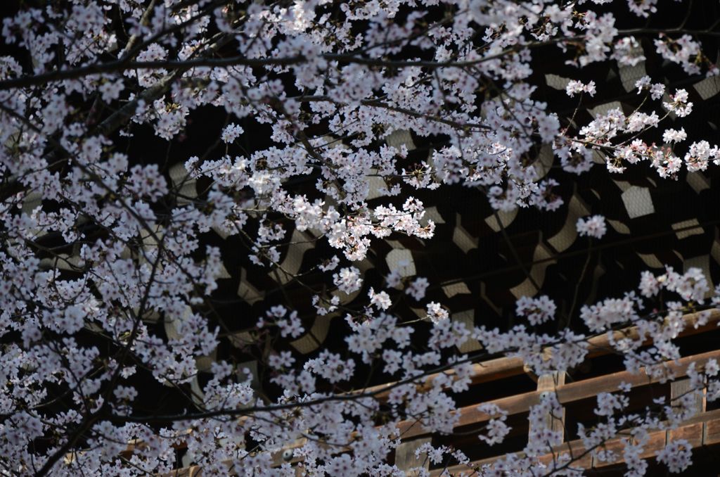 【京都・桜花伝2013】知恩院