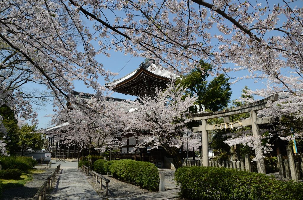 【京都・桜花伝2013】本法寺