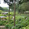 夢の跡（三室戸寺・紫陽花園）
