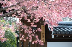 【京都・桜花伝2013】長徳寺