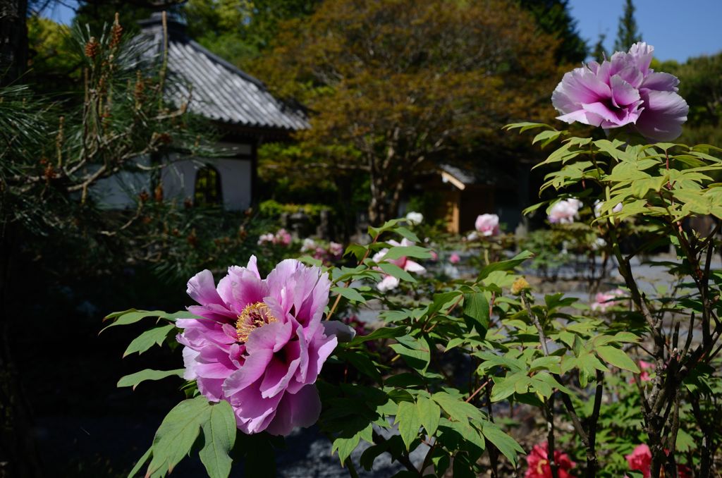 西雲院・牡丹２