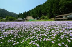 北山友禅菊が咲く久多の里