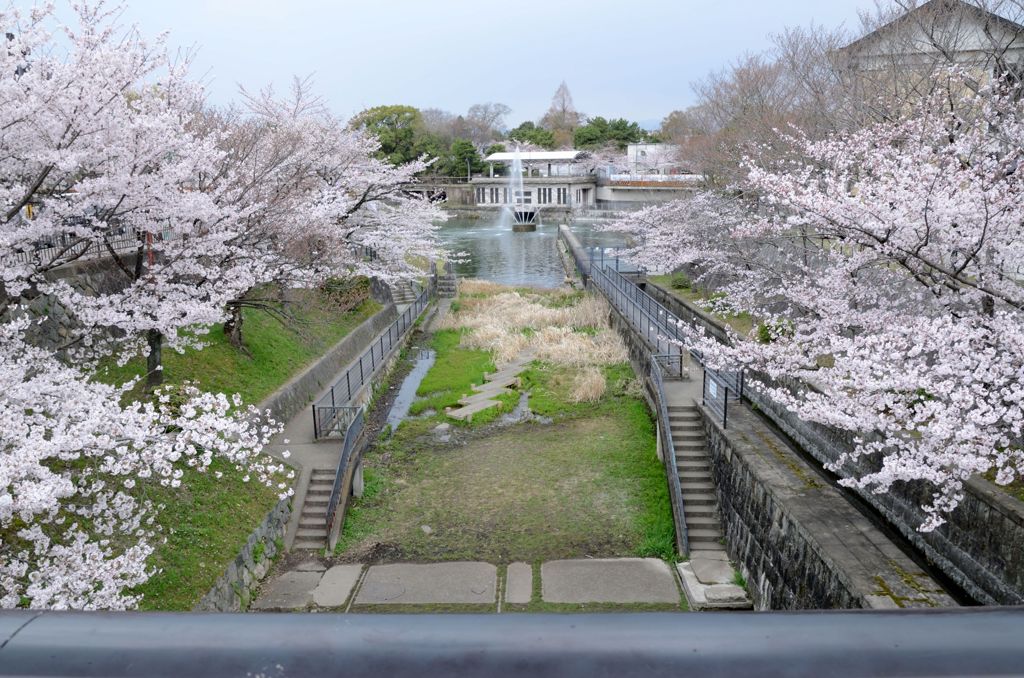 【京都・桜花伝2013】岡崎疎水