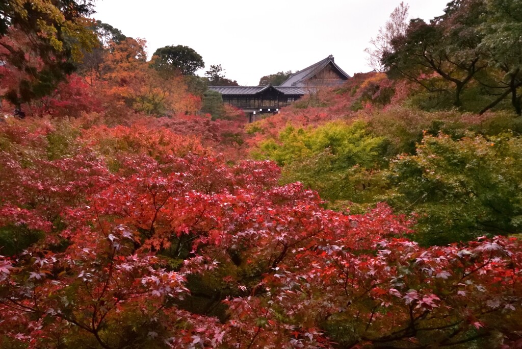 紅河の天橋【東福寺】