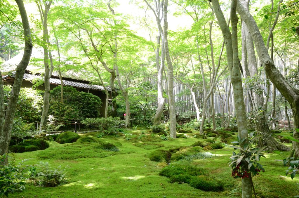 新緑の京都・祇王寺