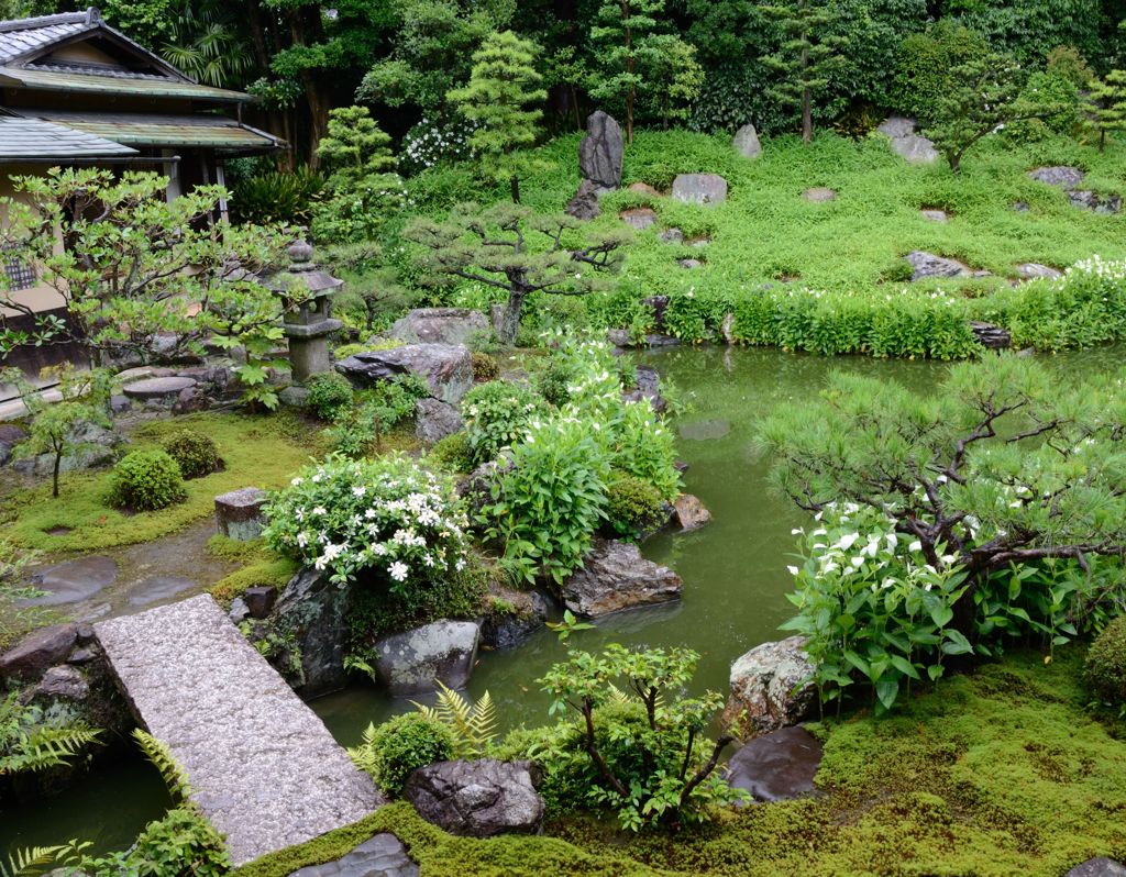 水無月（6月）の花・両足院３