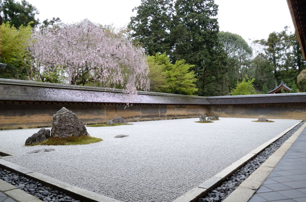 京都・遅咲きの桜たち（龍安寺）