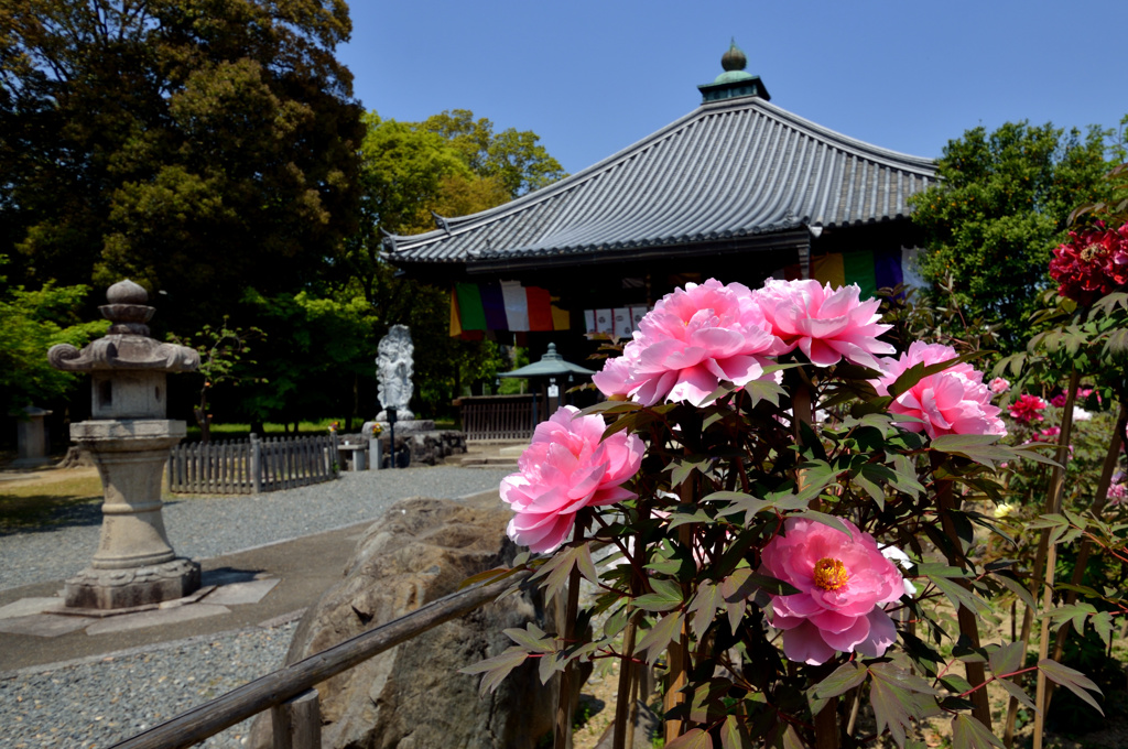 京・春だより・長谷寺ゆずりの牡丹２