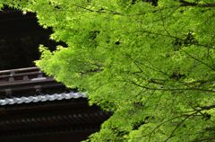 新緑の京都・南禅寺