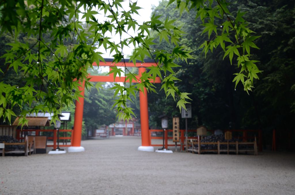 青もみじ・下鴨神社