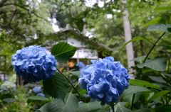 水無月（6月）の花・三千院