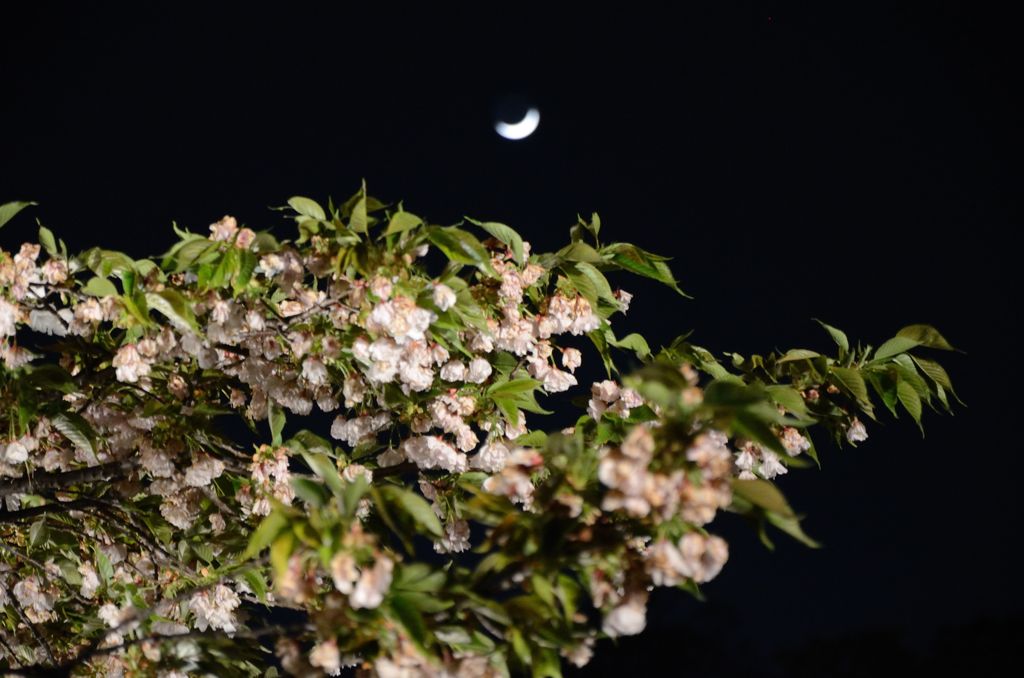 なごり桜・二条城２