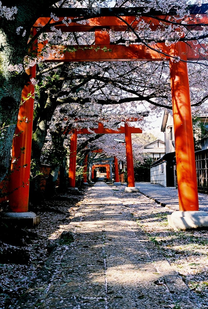 京都・花盛りの桜たち（吉田神社・稲荷社）