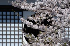 【桜の思い出】大雲院