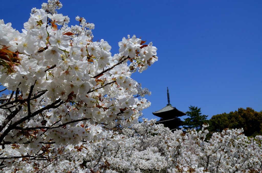 京都・桜浪漫譚⑯(仁和寺）