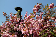 京都・桜浪漫譚Ⅻ(上品蓮台寺）