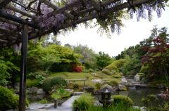 退蔵院・躑躅と藤