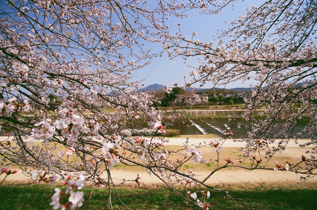 【京都・桜花伝2013】加茂川