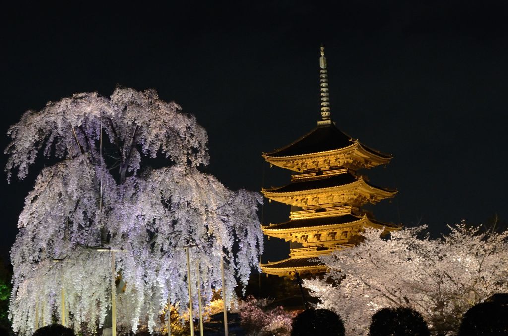 【京都・桜花伝2013】東寺