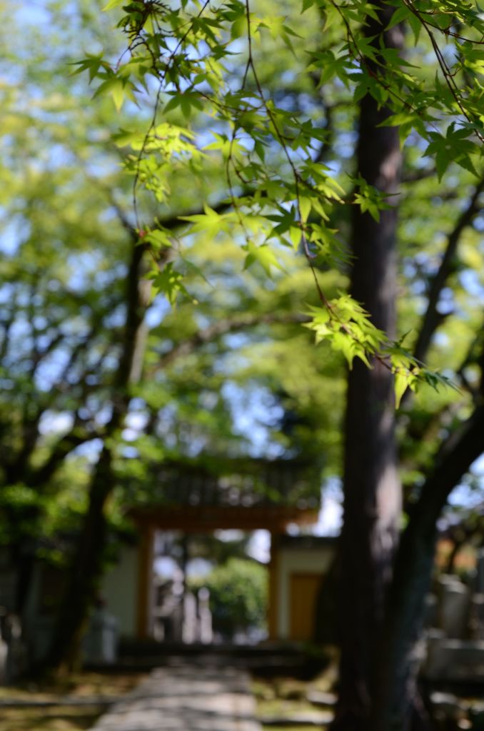 西雲院・青もみじ