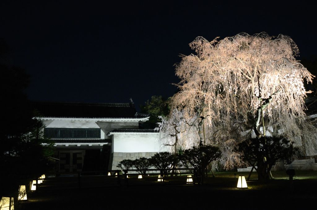 なごり桜・二条城