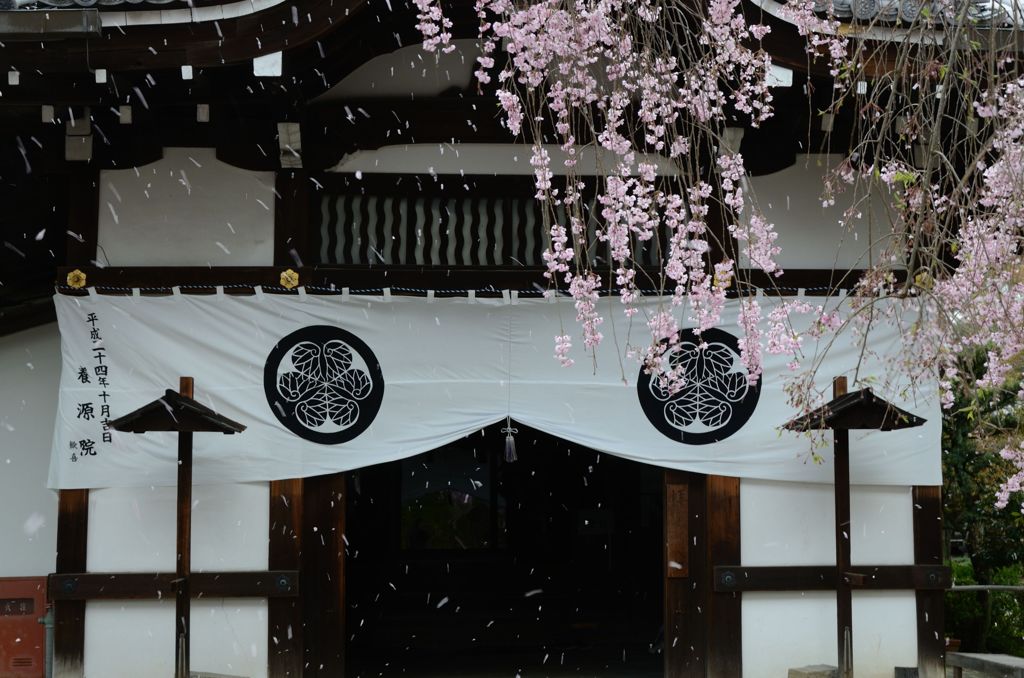 【京都・桜花伝2013】養源院
