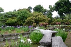 水無月（6月）の花・梅宮大社２