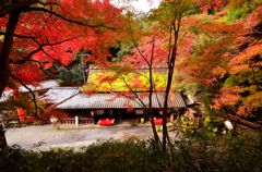 紅洛巡礼【鳥居本・平野屋】