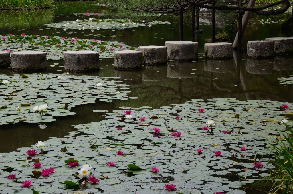 水無月（6月）の花・平安神宮３