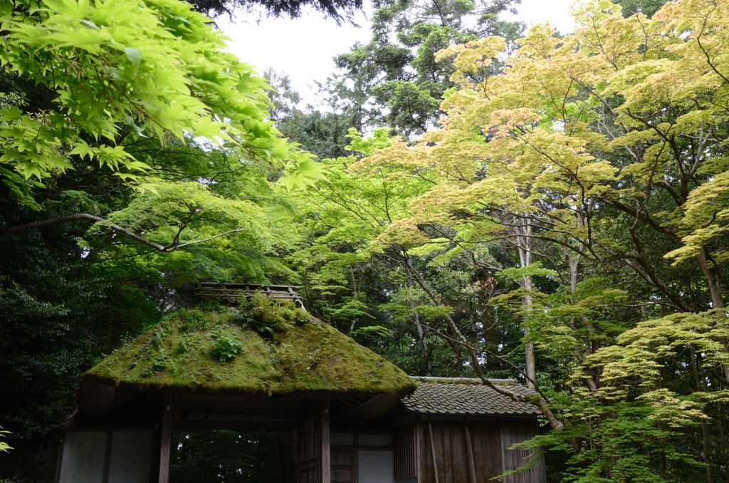 新緑の京都・法然院