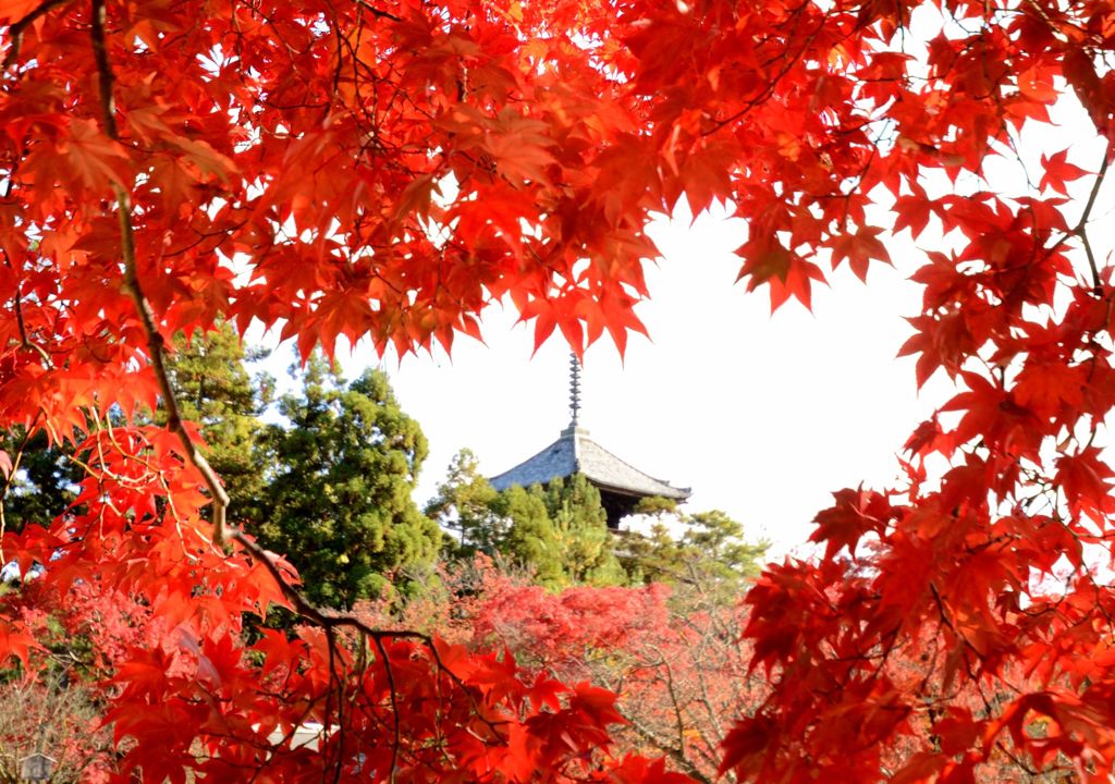 仁和寺の紅葉