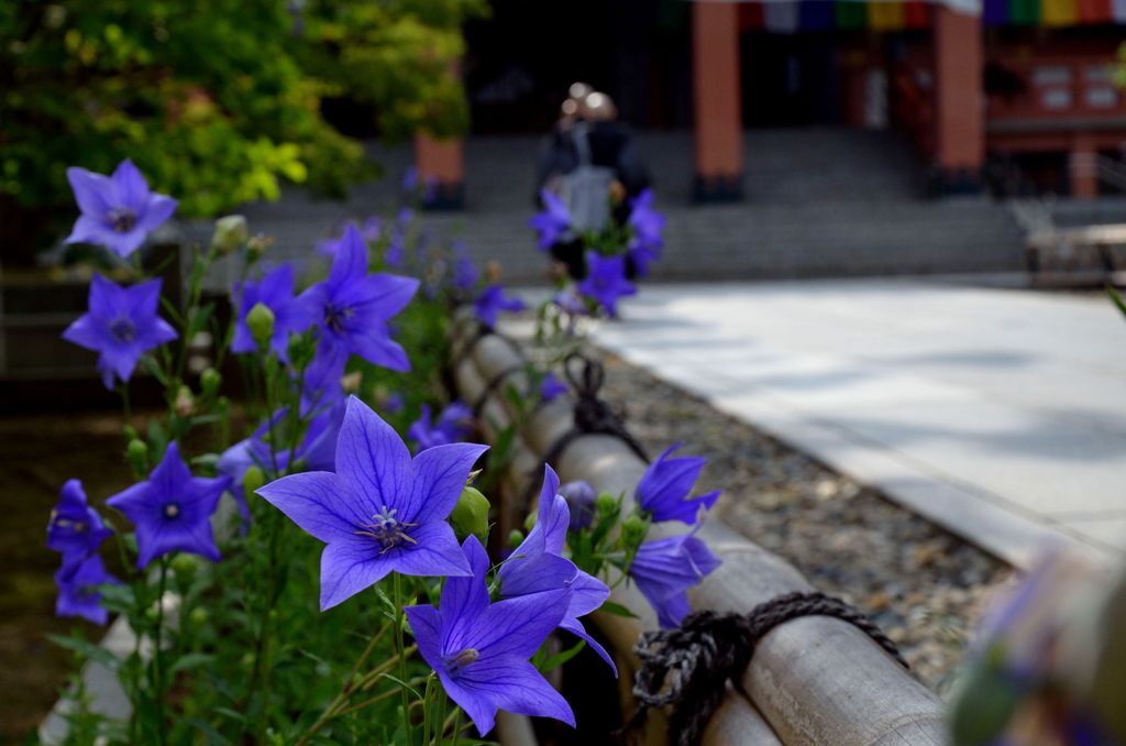 智積院の朝風景