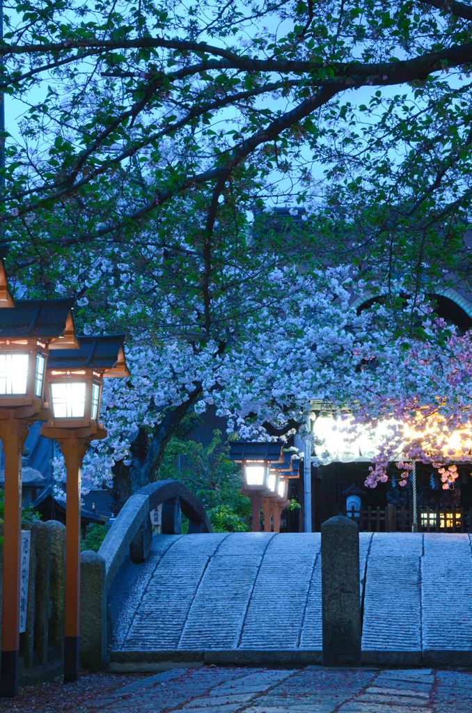京都・遅咲きの桜たち（六孫王神社）