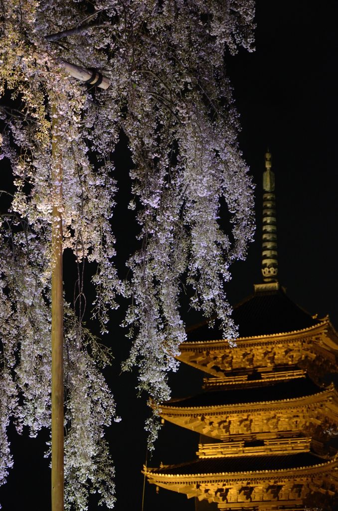 【京都・桜花伝2013】東寺２