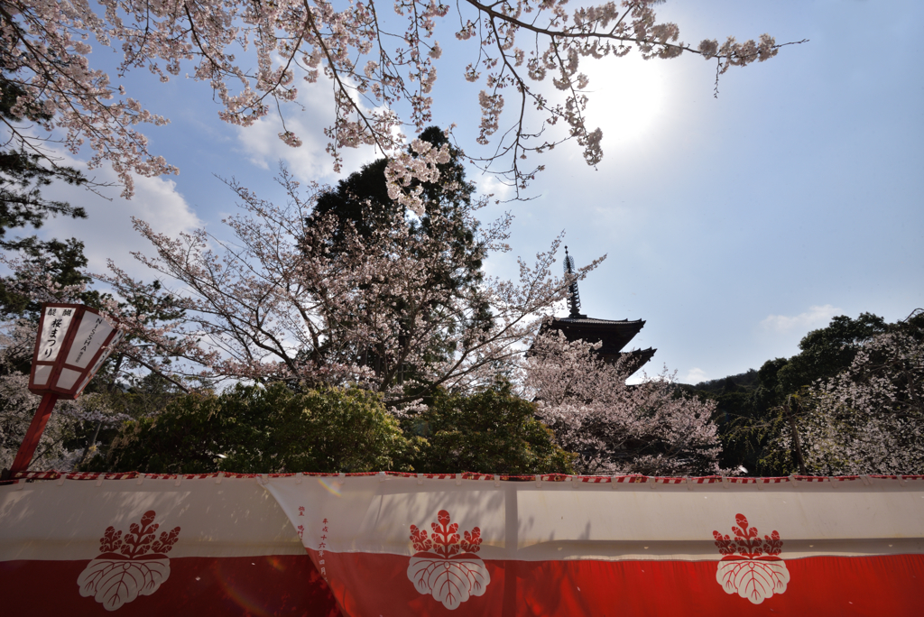 太閤さんのお花見会【醍醐寺】