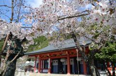 なごり桜・鞍馬寺