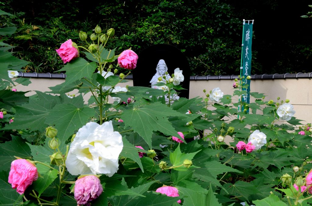 酔芙蓉観音さま