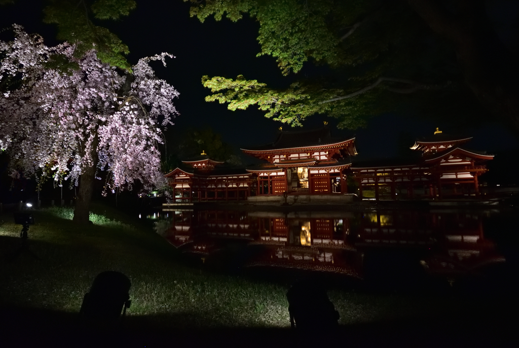 鳳凰の夜桜【平等院】