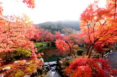 紅洛巡礼【永観堂禅林寺】