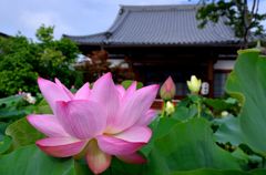 町の小さな蓮寺【大蓮寺】