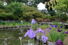 水無月（6月）の花・梅宮大社