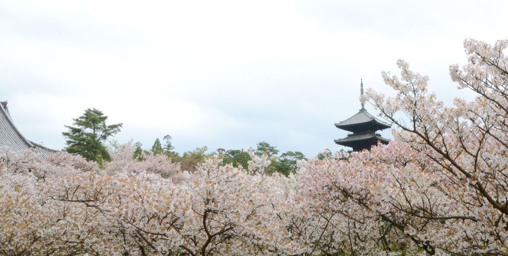 京都・遅咲きの桜たち（仁和寺３）