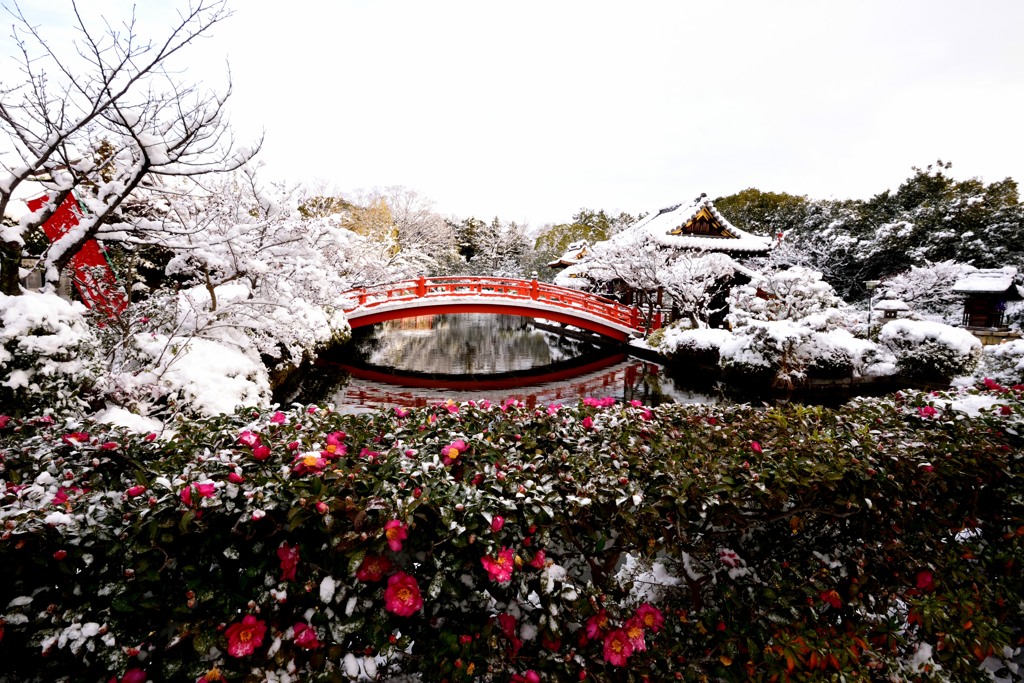 2015年初撮り【神泉苑】