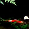水無月（6月）の花・宝泉院