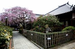 京都・桜浪漫譚Ⅹ(椿寺・地蔵院）