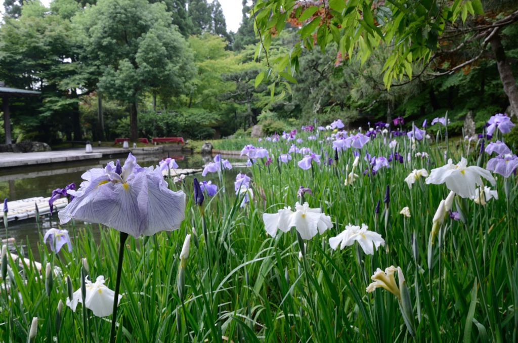 水無月（6月）の花・しょうざん