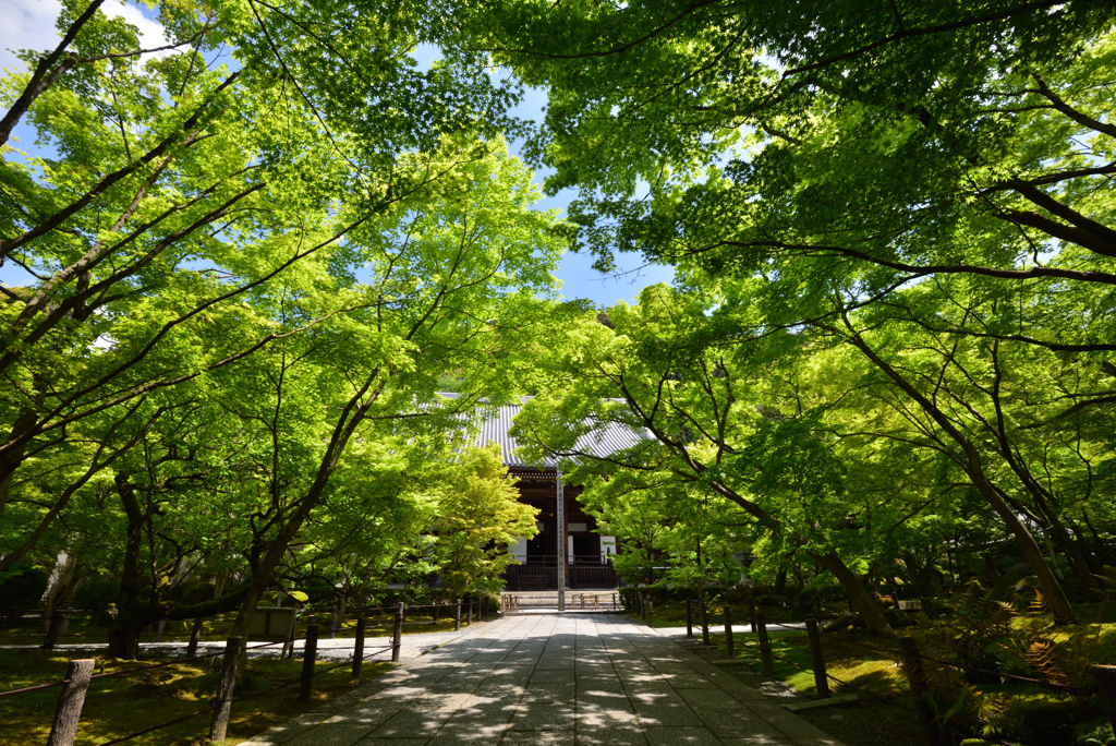 緑香の御影堂【永観堂禅林寺】